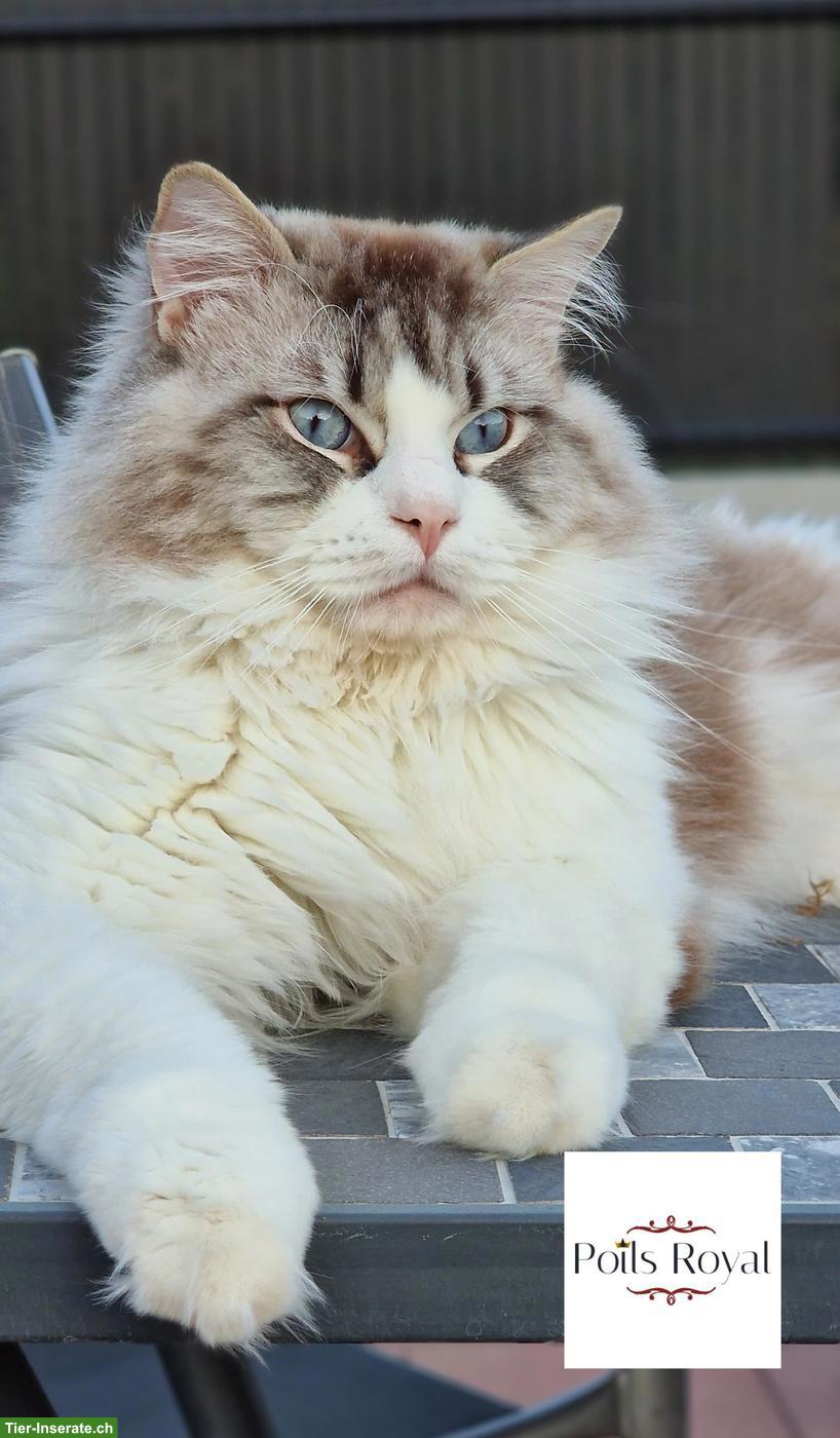 Bild 4: Pflegeplatz für Ragdoll Deckkater in Basel