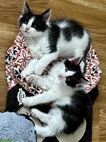 Maine Coon Kitten, schwarz-weiss & blau