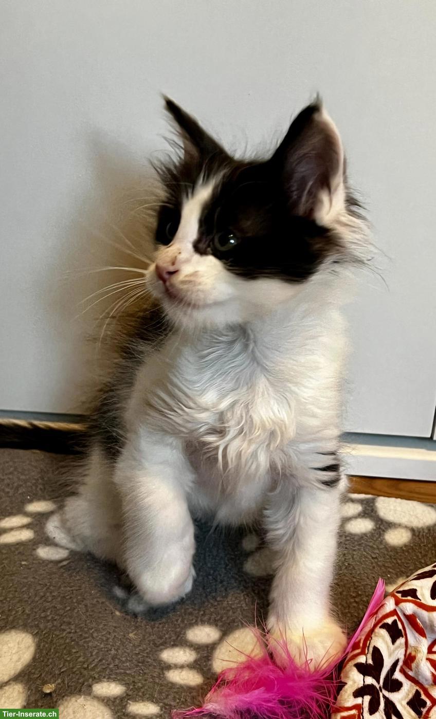 Bild 2: Maine Coon Kitten, schwarz-weiss & blau