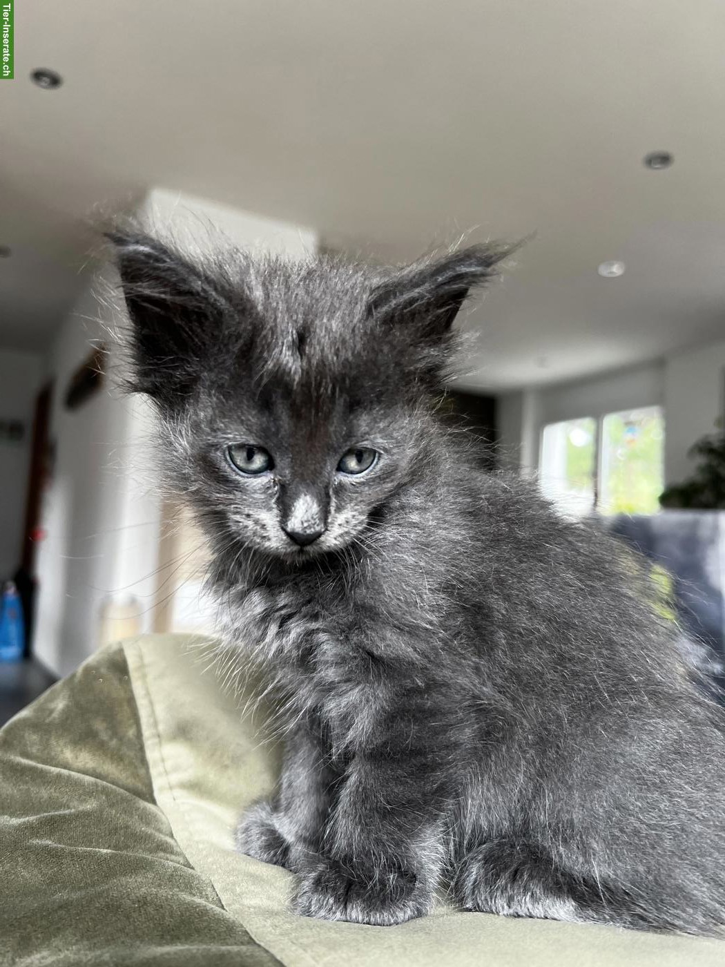 Bild 3: Maine Coon Kitten, schwarz-weiss & blau