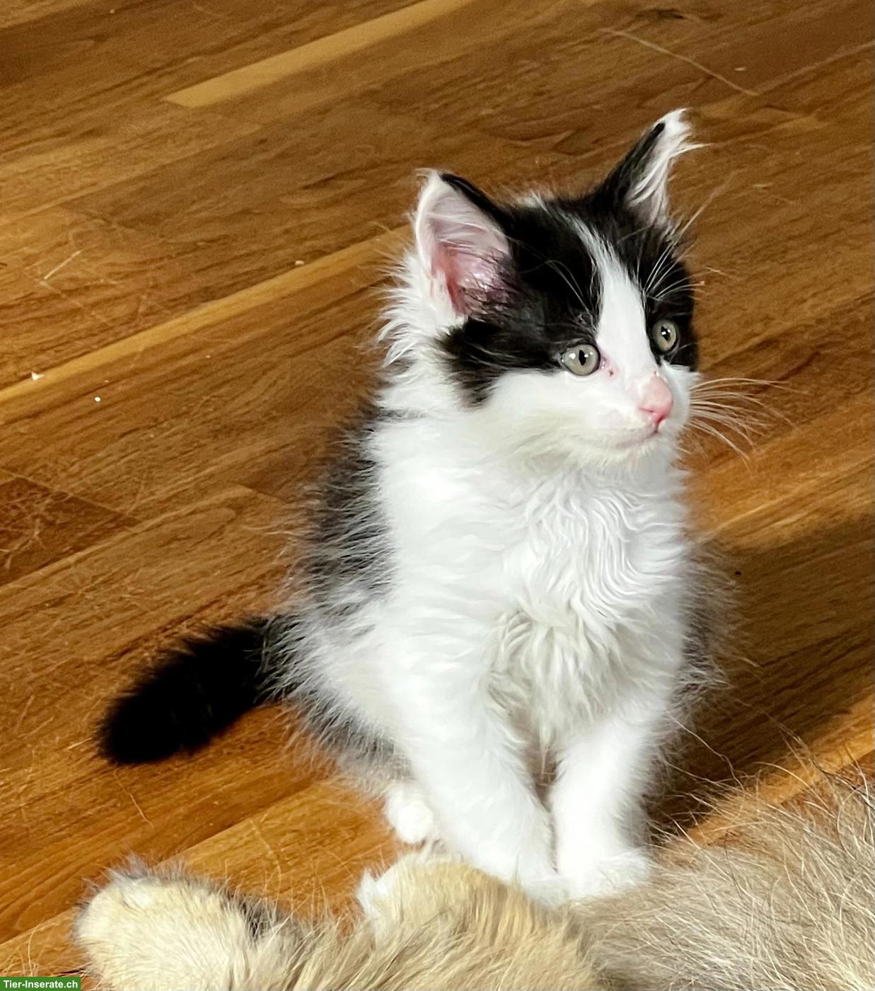 Bild 4: Maine Coon Kitten, schwarz-weiss & blau