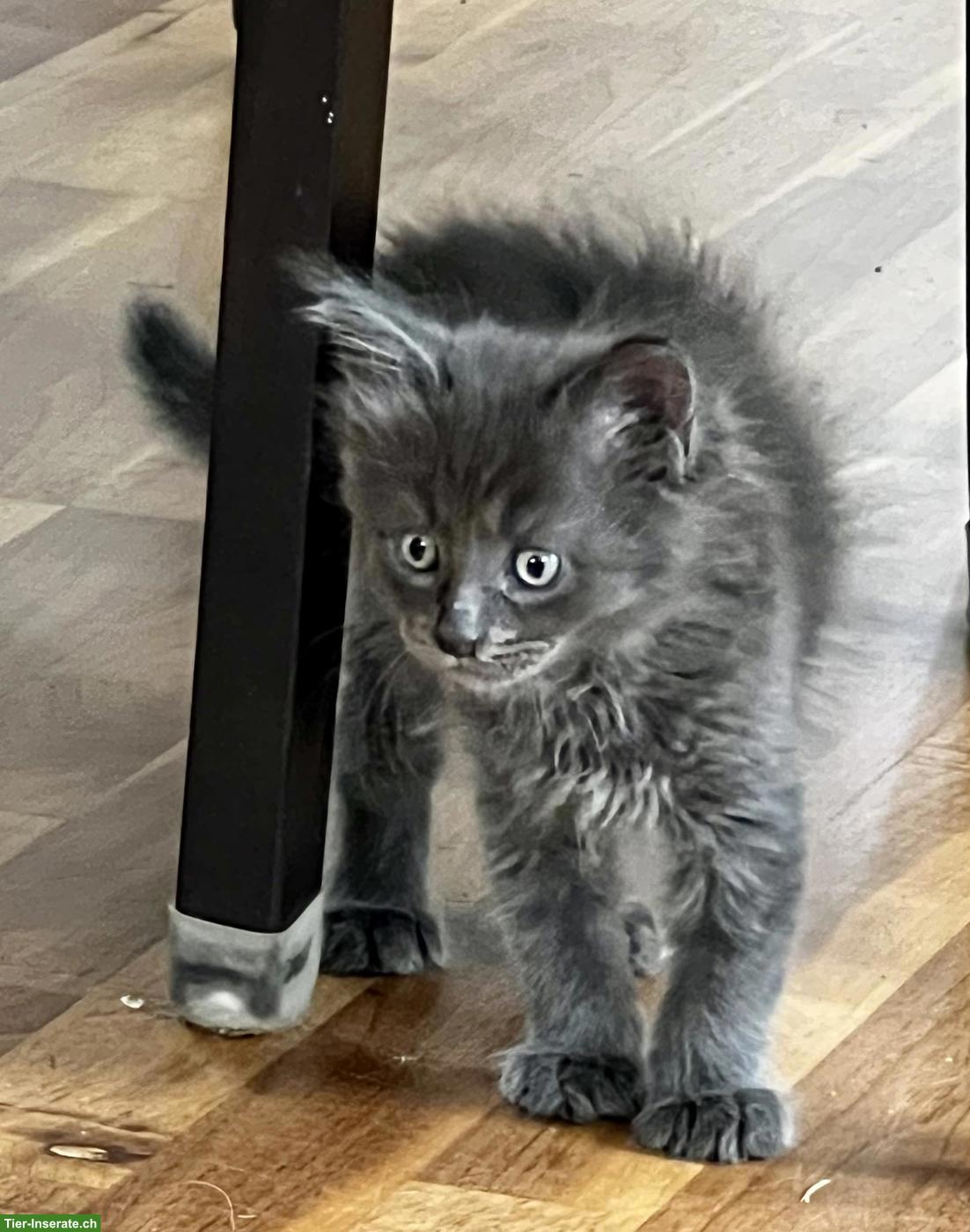 Bild 5: Maine Coon Kitten, schwarz-weiss & blau