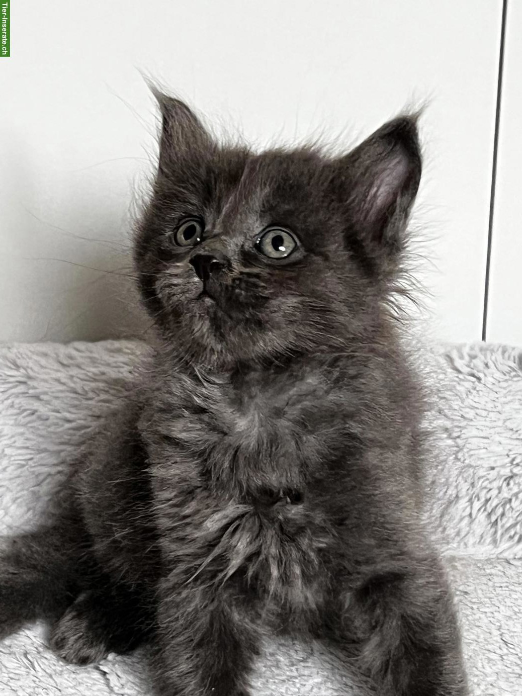 Bild 6: Maine Coon Kitten, schwarz-weiss & blau