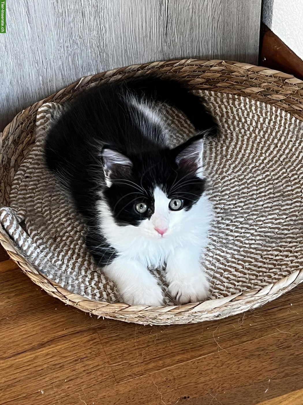 Bild 7: Maine Coon Kitten, schwarz-weiss & blau
