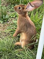 Rex Castor x Belgische Riesen Mix F1 Kaninchen