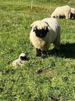 Walliser Schwarznasenschaf-Auen zu verkaufen