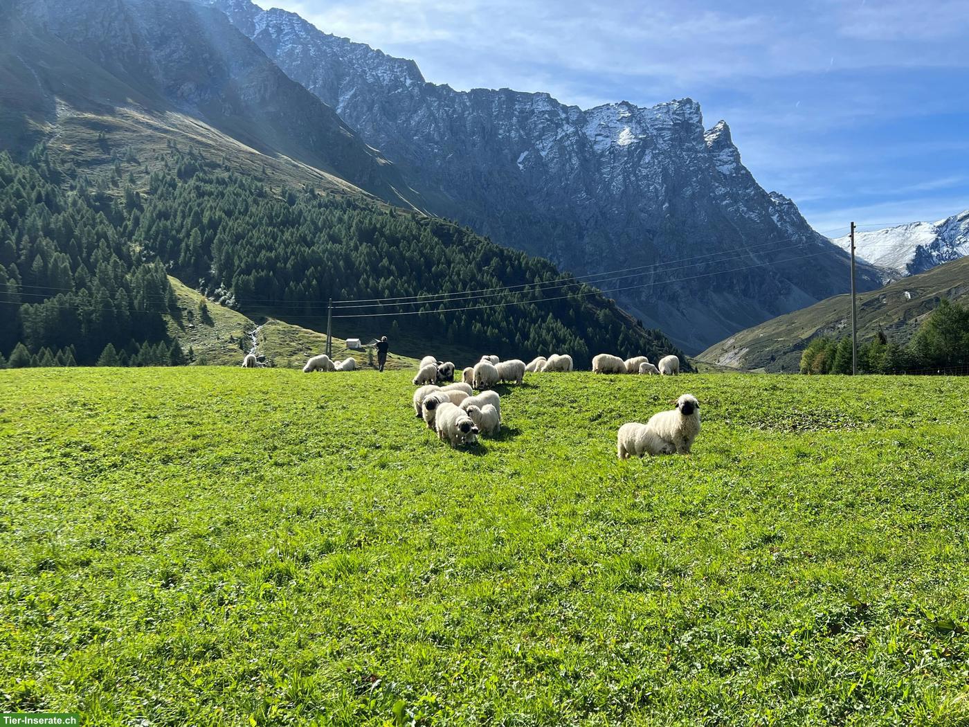 Bild 2: Walliser Schwarznasenschaf-Auen zu verkaufen