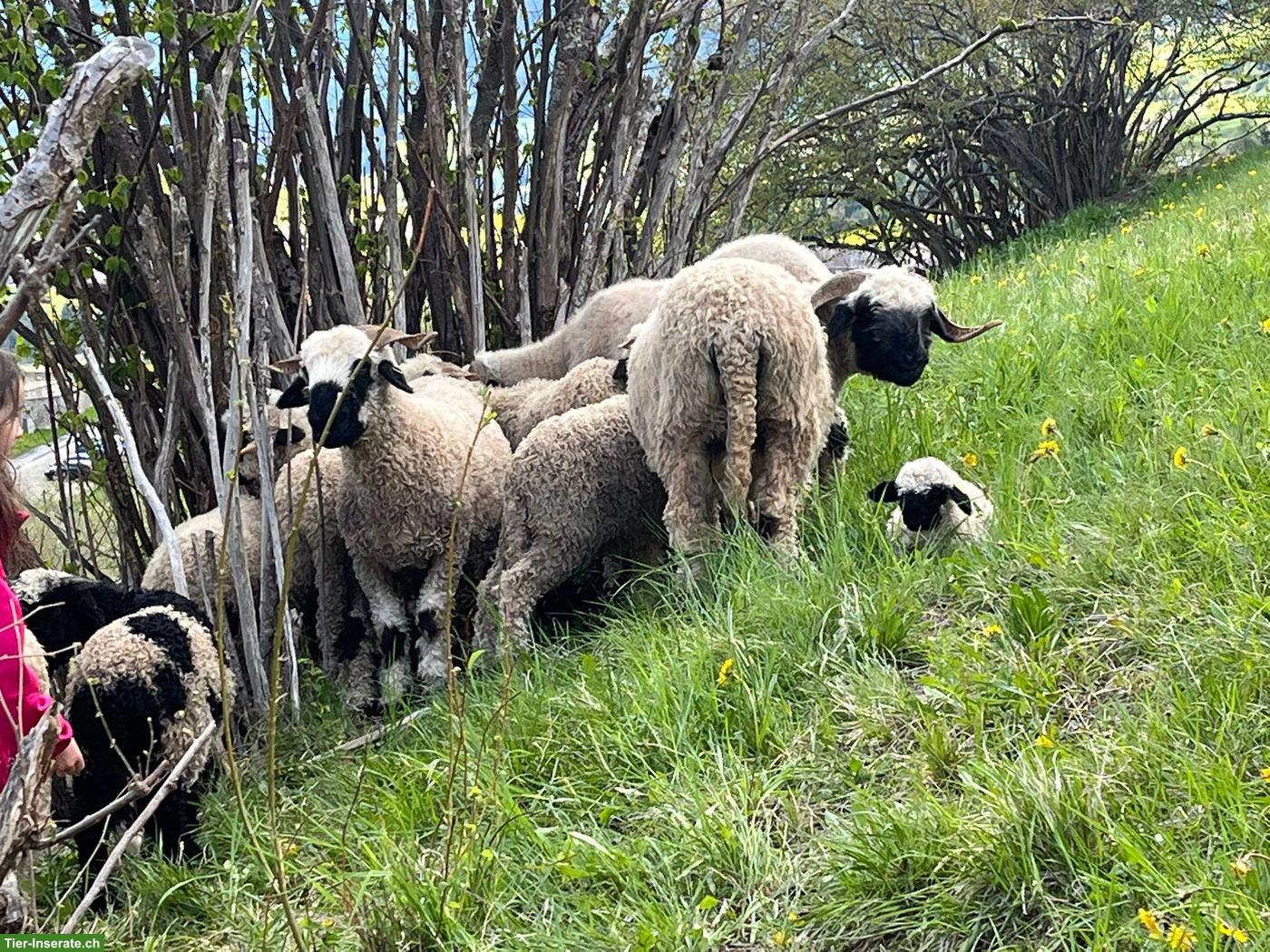 Bild 3: Walliser Schwarznasenschaf-Auen zu verkaufen