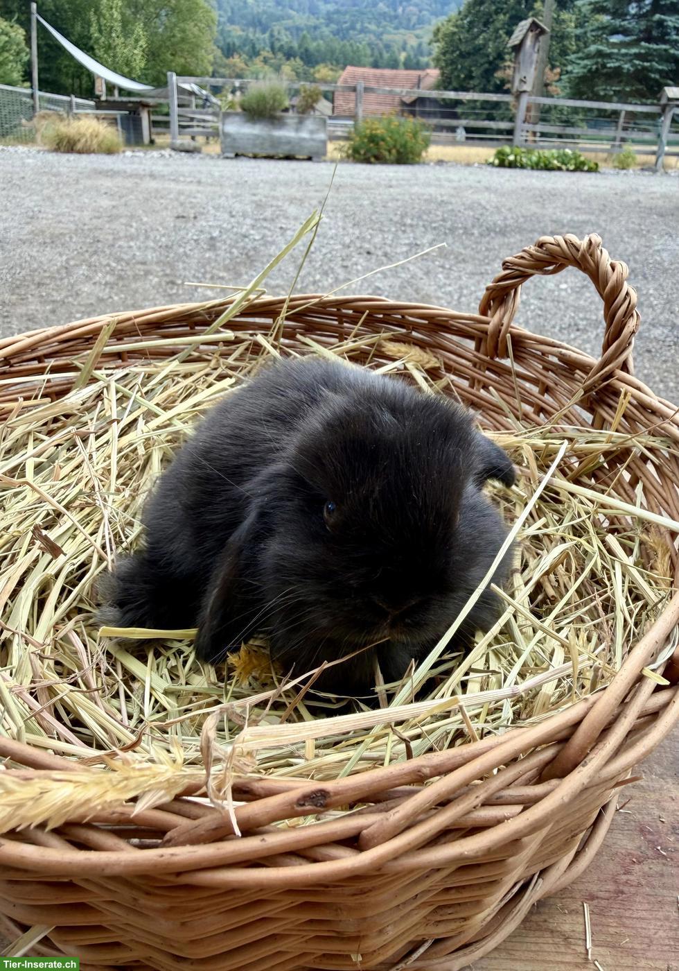 Bild 3: Junge Mini Lops aus Aussenhaltung