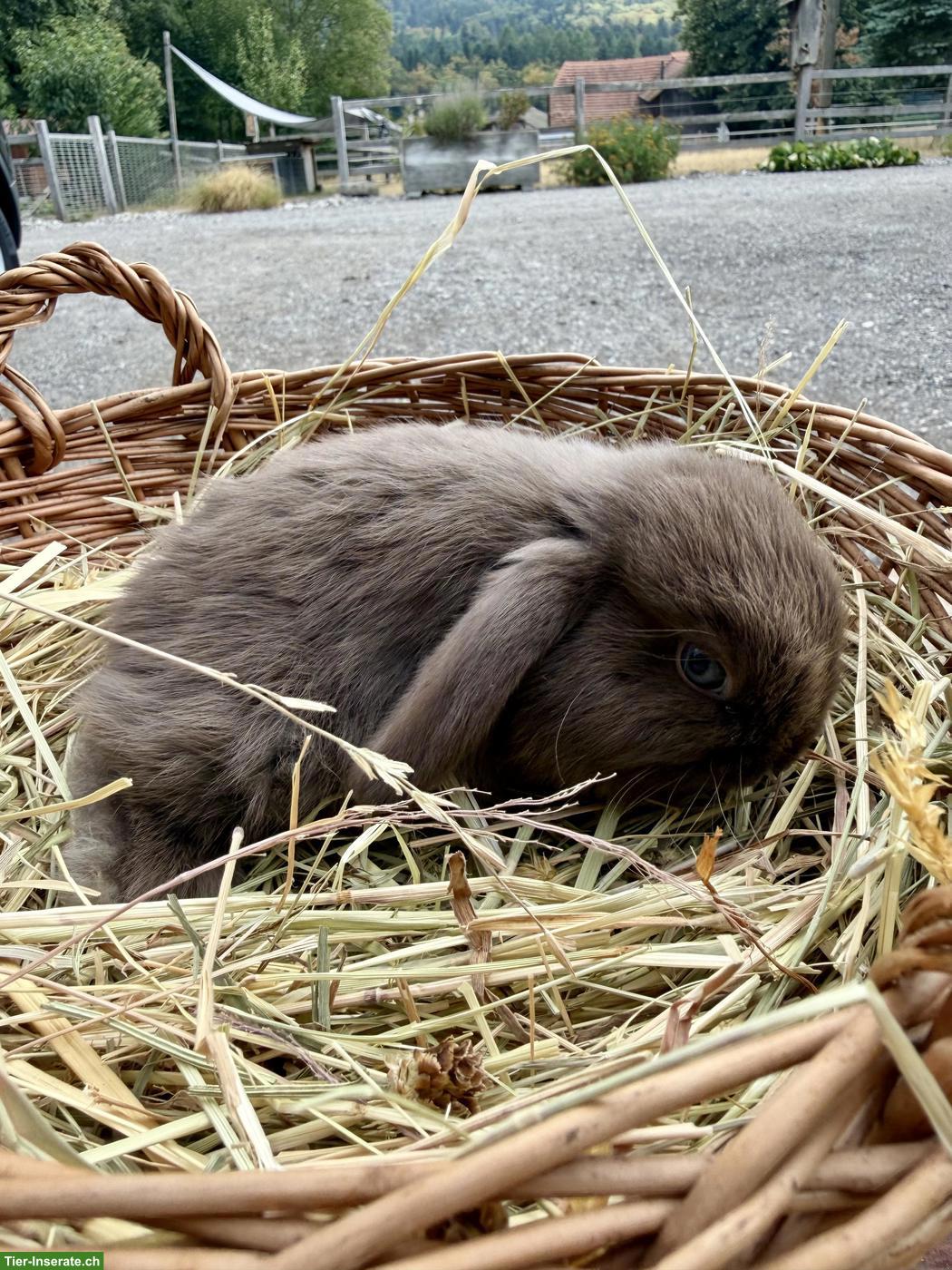 Bild 4: Junge Mini Lops aus Aussenhaltung
