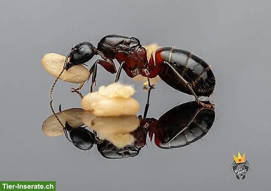 Camponotus Ligniperdus Gründungskolonie