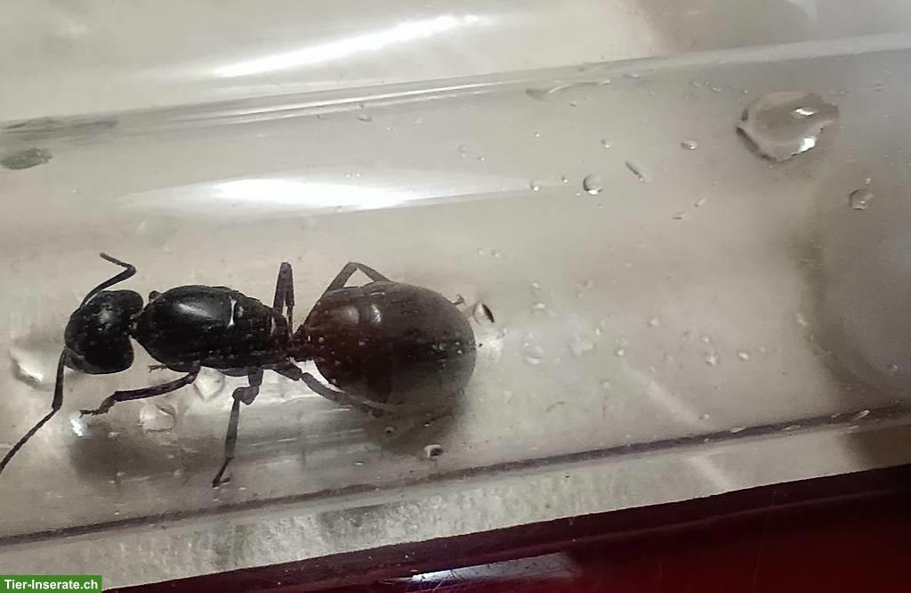 Bild 2: Camponotus Ligniperdus Gründungskolonie