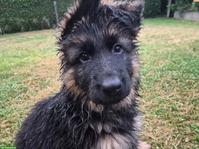 Deutsche Schäferhund Welpen, Langstockhaar mit Unterwolle