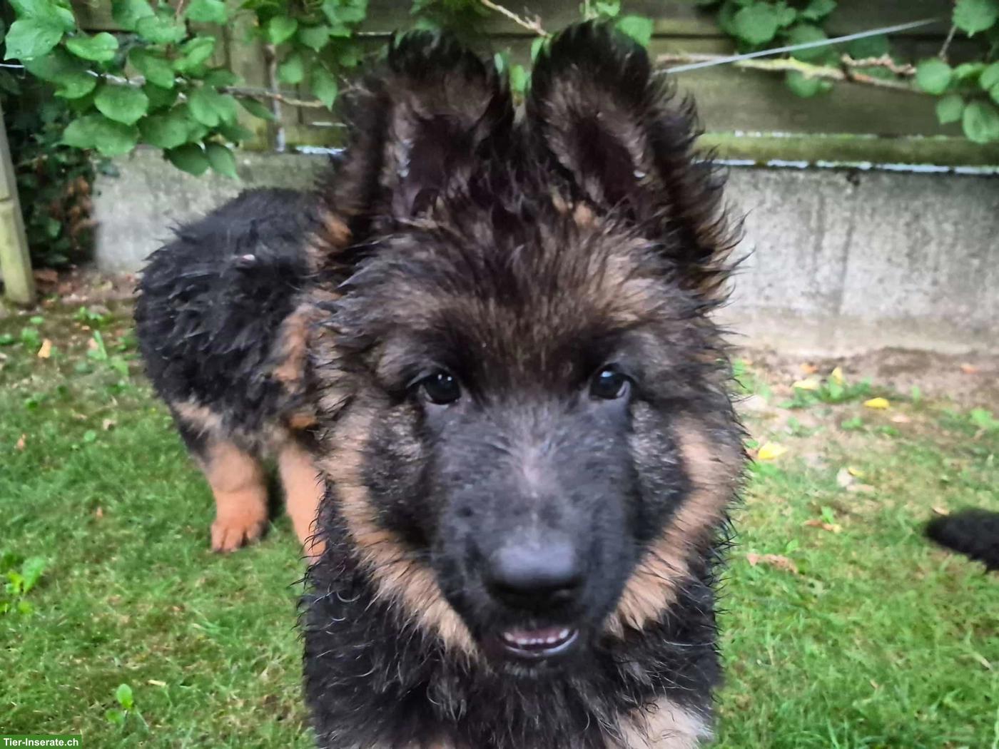 Bild 2: Deutsche Schäferhund Welpen, Langstockhaar mit Unterwolle