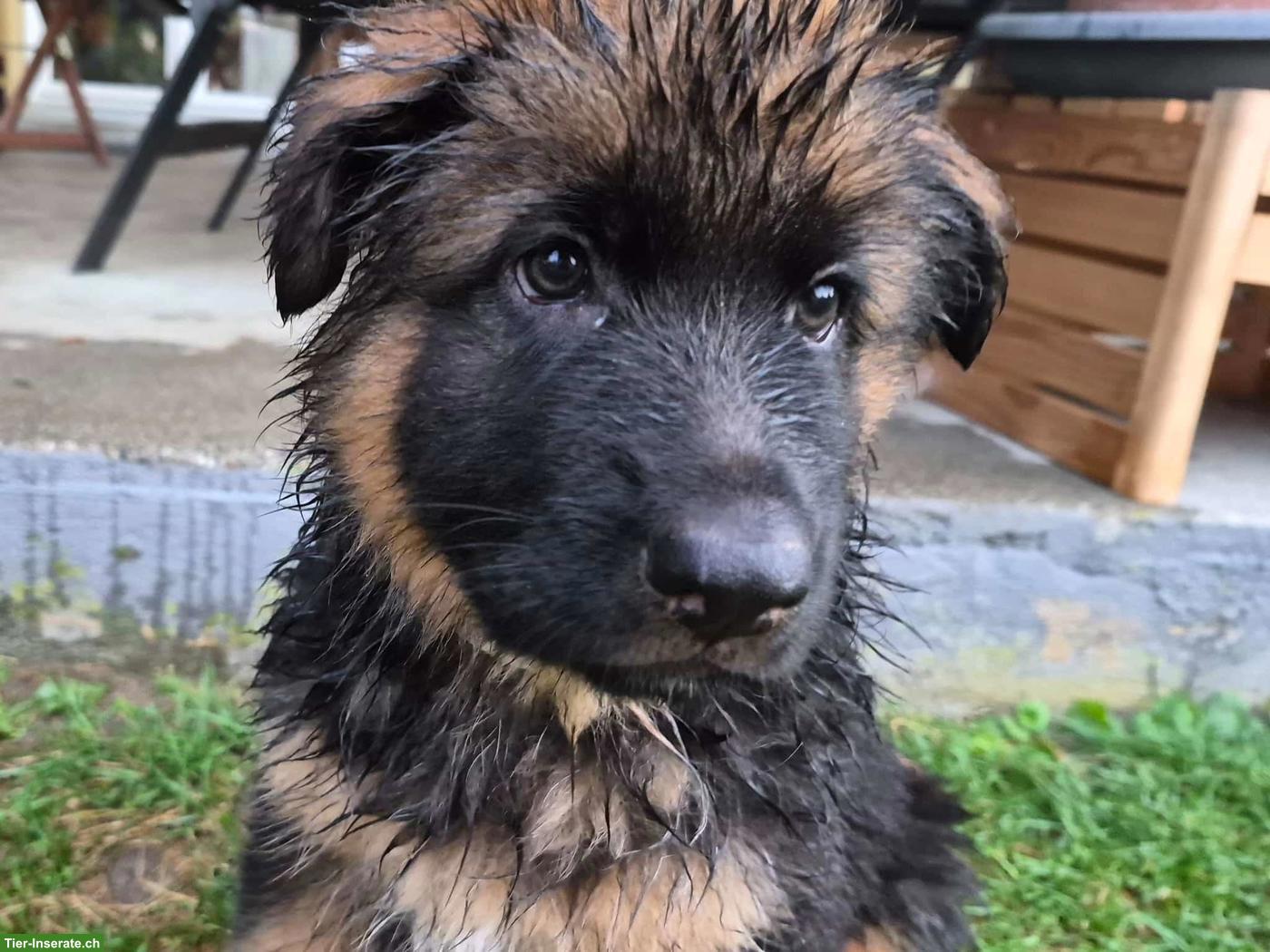 Bild 3: Deutsche Schäferhund Welpen, Langstockhaar mit Unterwolle