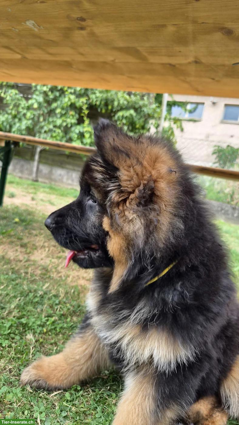 Bild 4: Deutsche Schäferhund Welpen, Langstockhaar mit Unterwolle