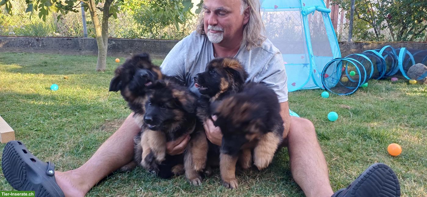 Bild 5: Deutsche Schäferhund Welpen, Langstockhaar mit Unterwolle
