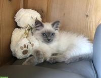 Ragdoll Katze, bezaubernde Prinzessin an liebe Menschen