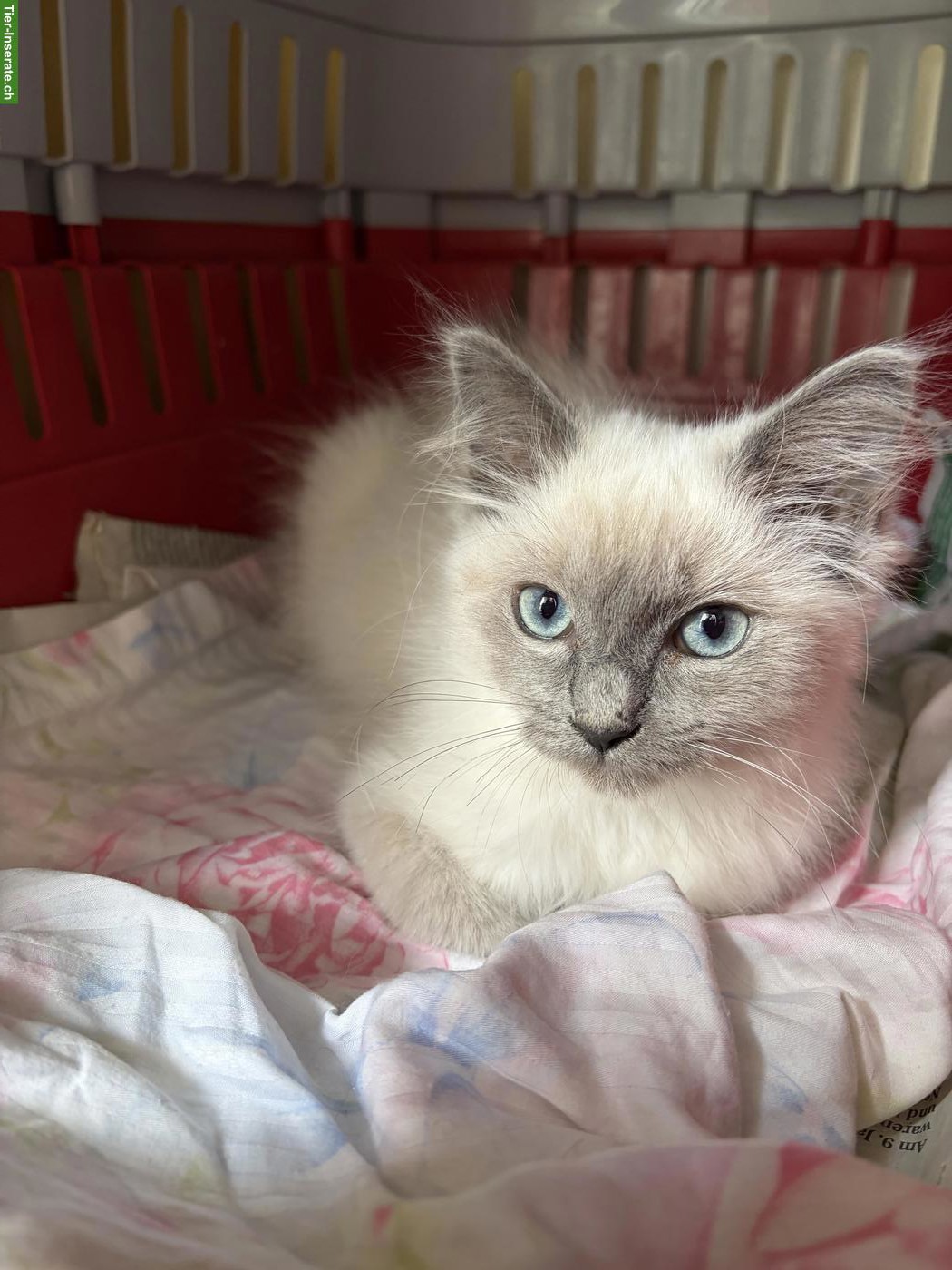 Bild 2: Ragdoll Katze, bezaubernde Prinzessin an liebe Menschen