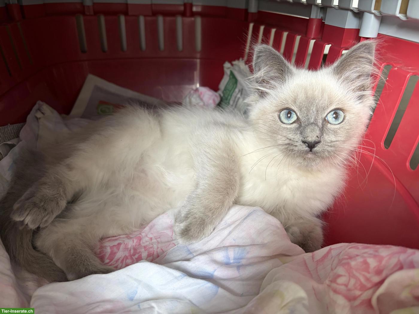 Bild 3: Ragdoll Katze, bezaubernde Prinzessin an liebe Menschen