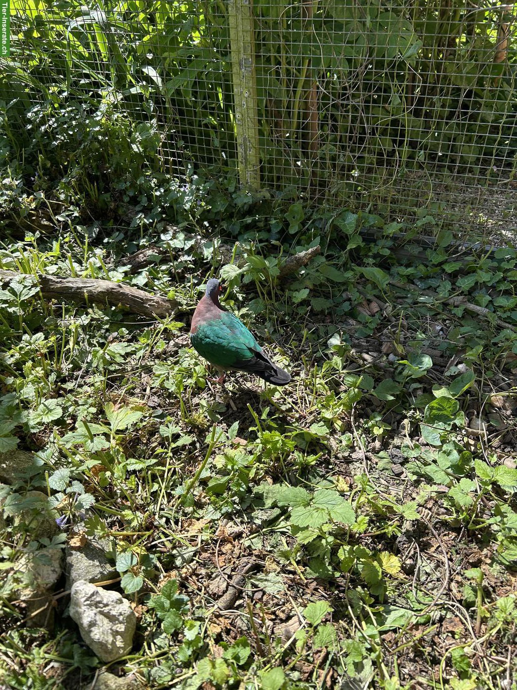 Grünflügeltaube, Männchen und Jungtiere