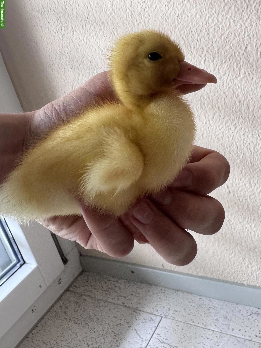 Pekingenten Küken zu verkaufen