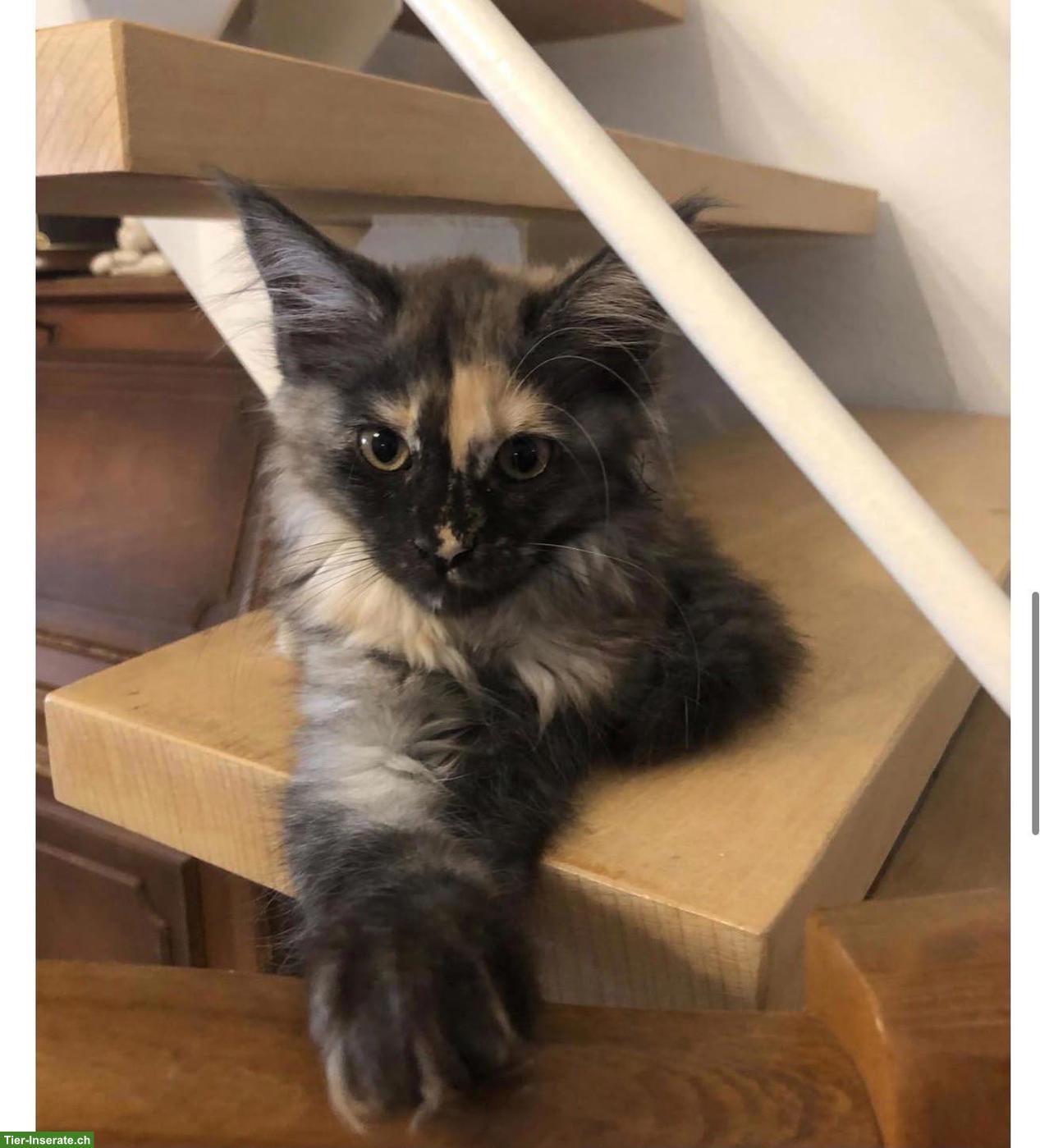 Reinrassige Maine Coon Kitten (Mädchen) mit FFH-Stammbaum