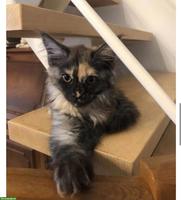 Reinrassige Maine Coon Kitten (Mädchen) mit FFH-Stammbaum