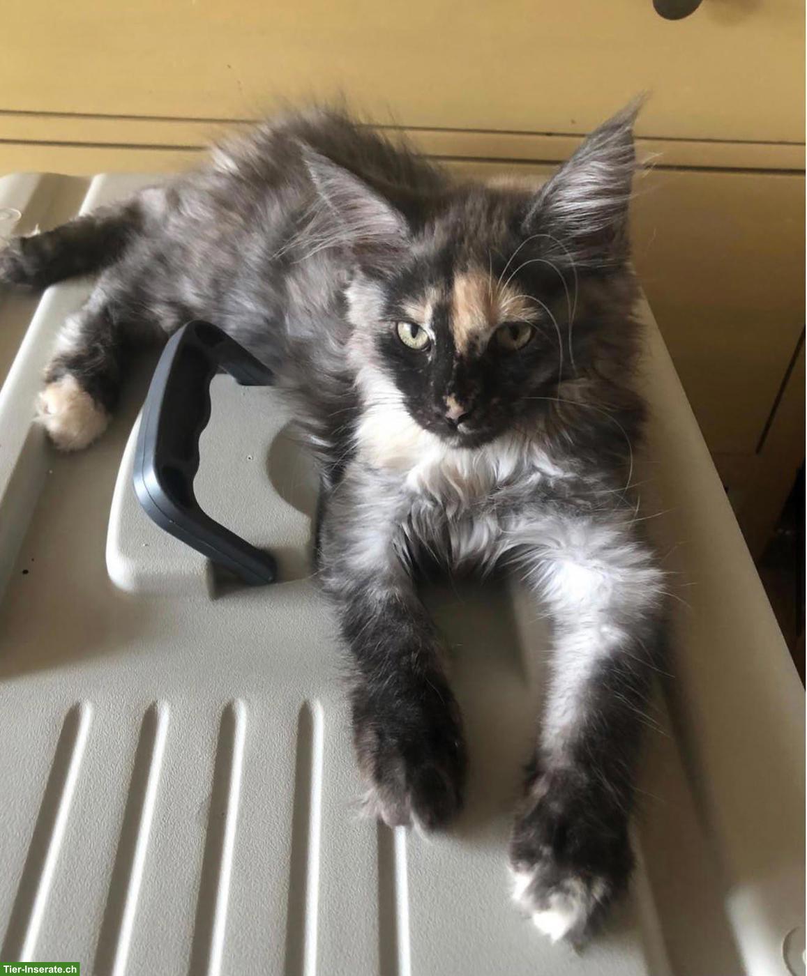 Bild 2: Reinrassige Maine Coon Kitten (Mädchen) mit FFH-Stammbaum