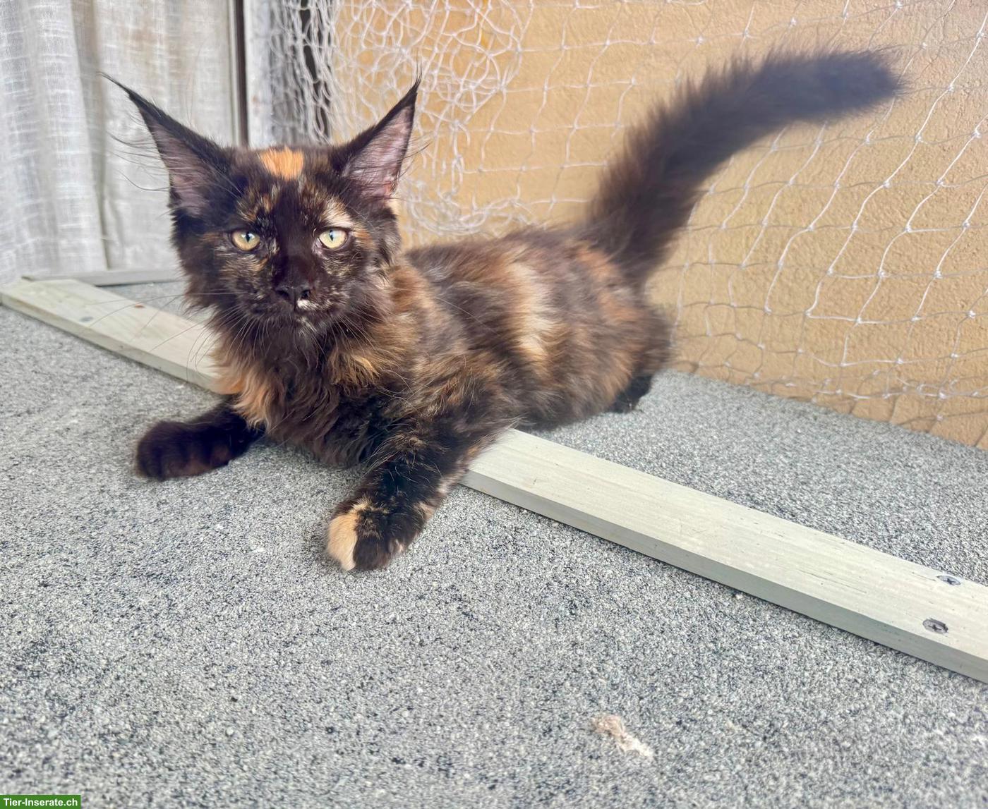 Bild 3: Reinrassige Maine Coon Kitten (Mädchen) mit FFH-Stammbaum