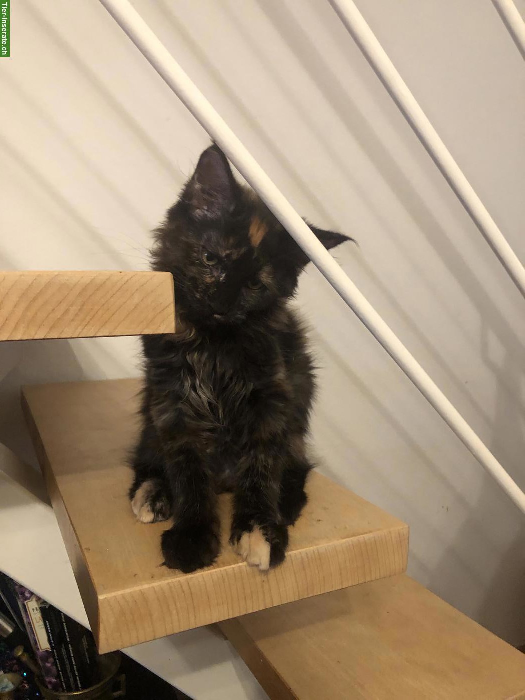 Bild 4: Reinrassige Maine Coon Kitten (Mädchen) mit FFH-Stammbaum