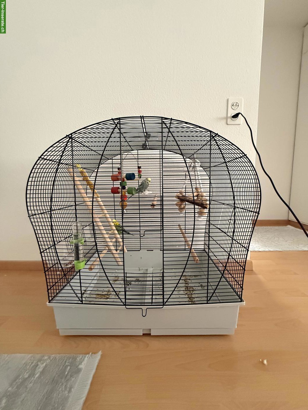 Bild 2: Wellensittiche mit Käfig abzugeben