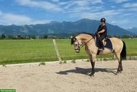 Cruzado Wallach, 6-jährig, 174 cm, Buckskin