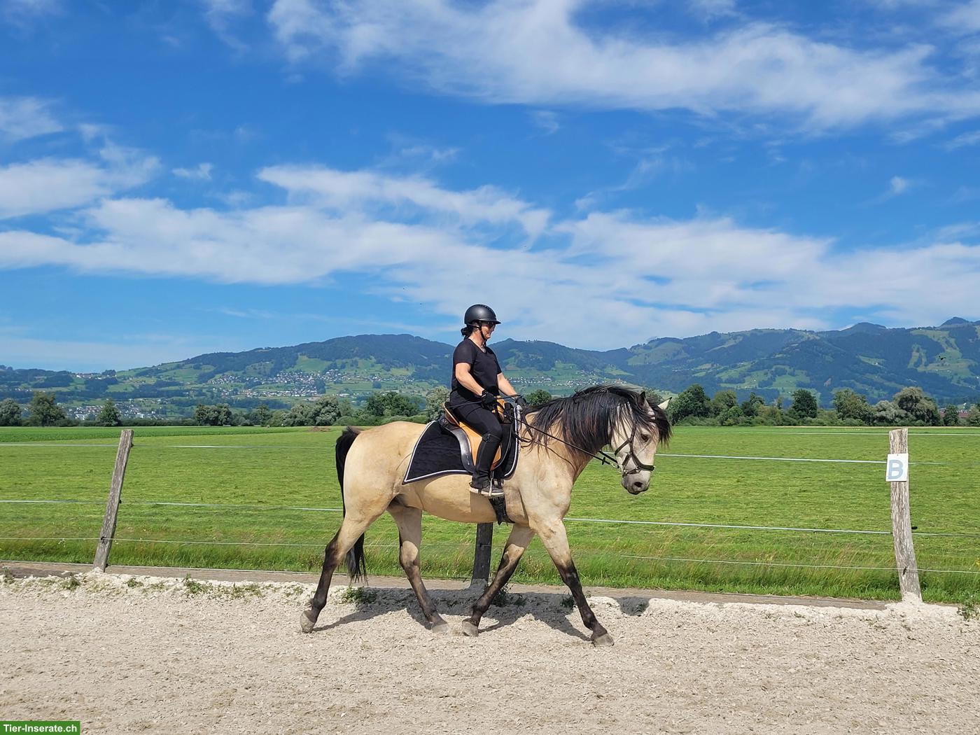 Bild 2: Cruzado Wallach, 6-jährig, 174 cm, Buckskin
