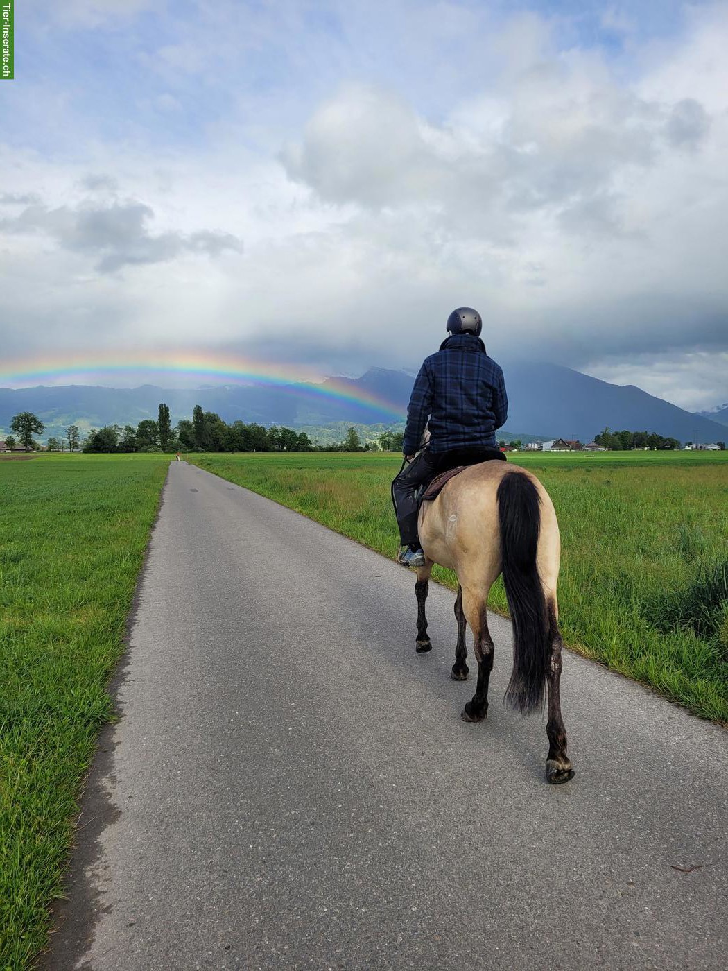 Bild 4: Cruzado Wallach, 6-jährig, 174 cm, Buckskin
