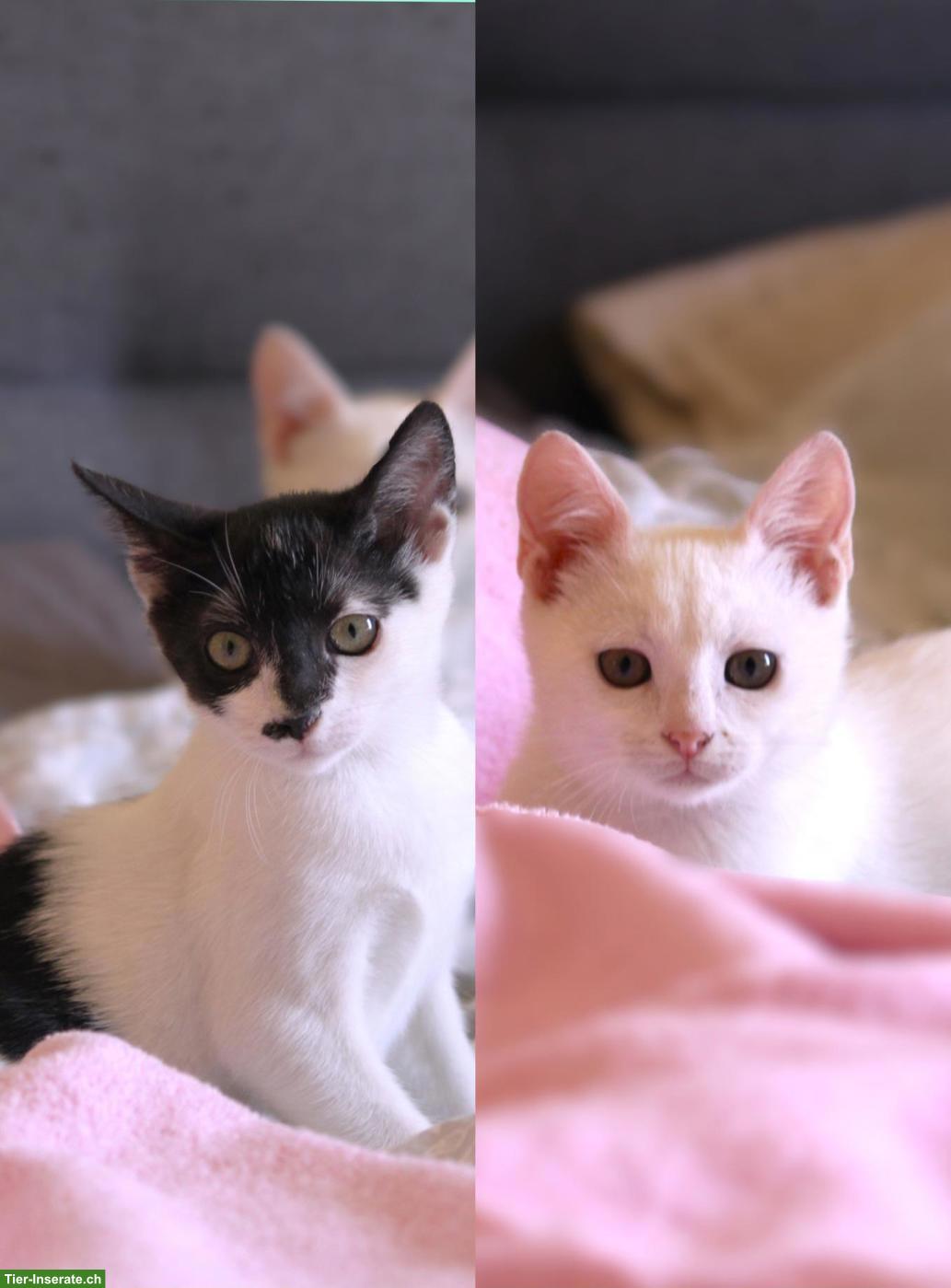 Katzengeschwister Paar sucht liebevolles Zuhause