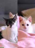 Katzengeschwister Paar sucht liebevolles Zuhause