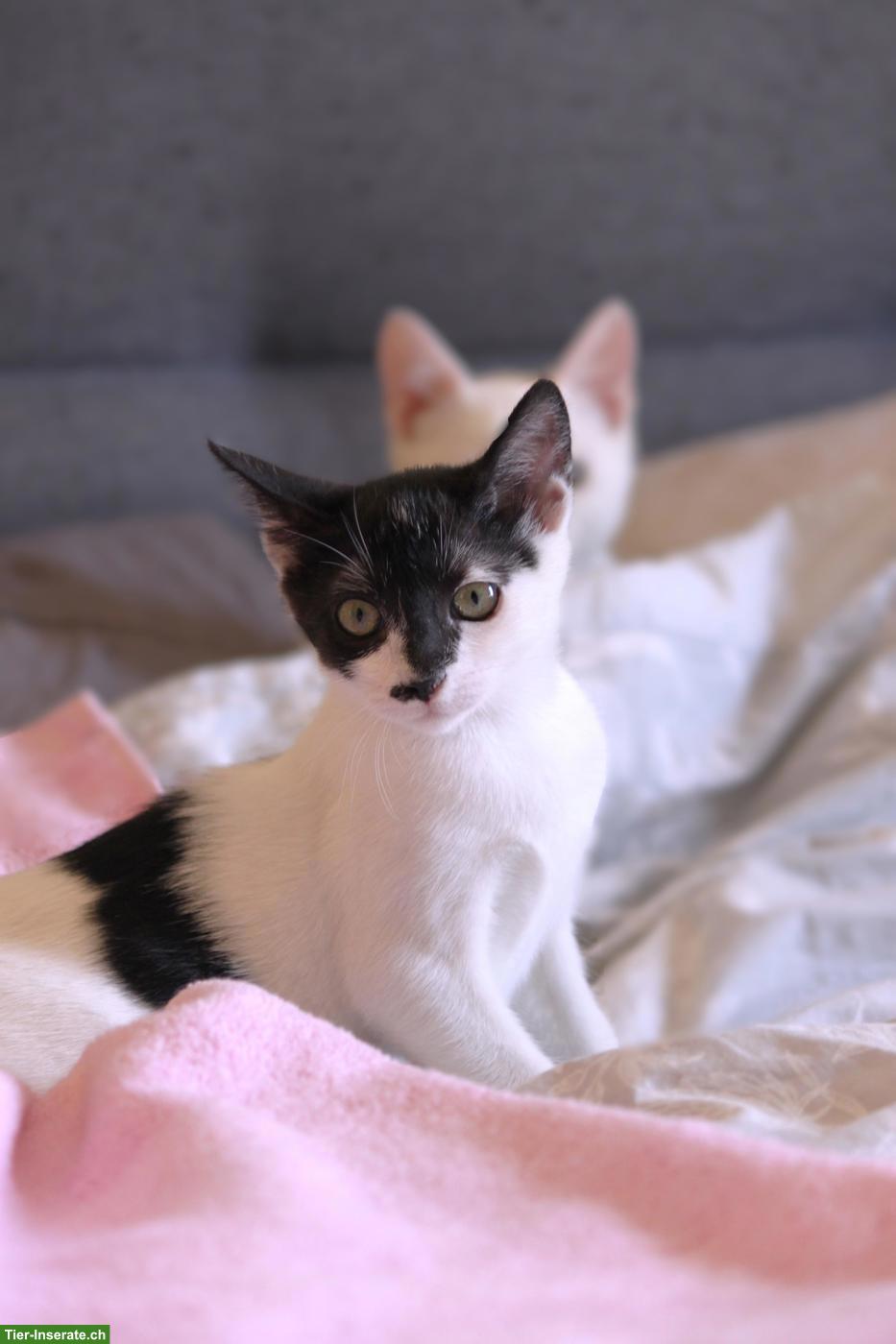 Bild 3: Katzengeschwister Paar sucht liebevolles Zuhause