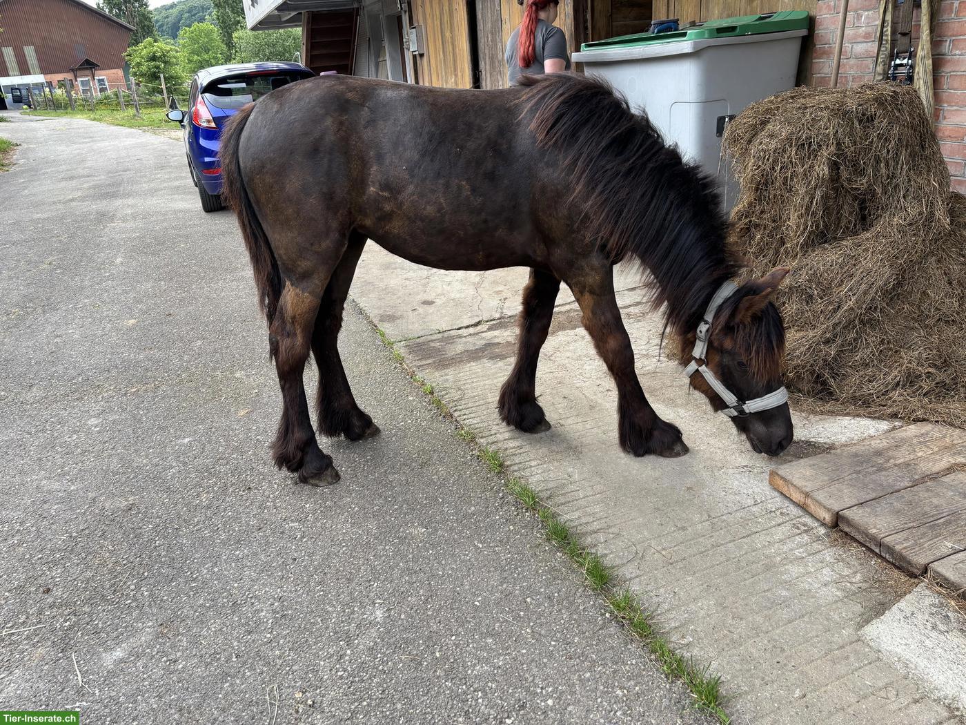 Fellpony Jährling Stute