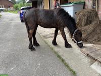 Fellpony Jährling Stute