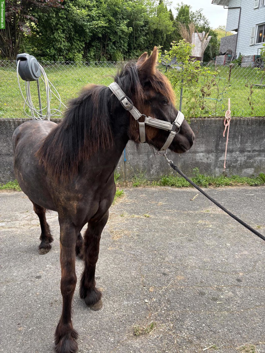 Bild 2: Fellpony Jährling Stute