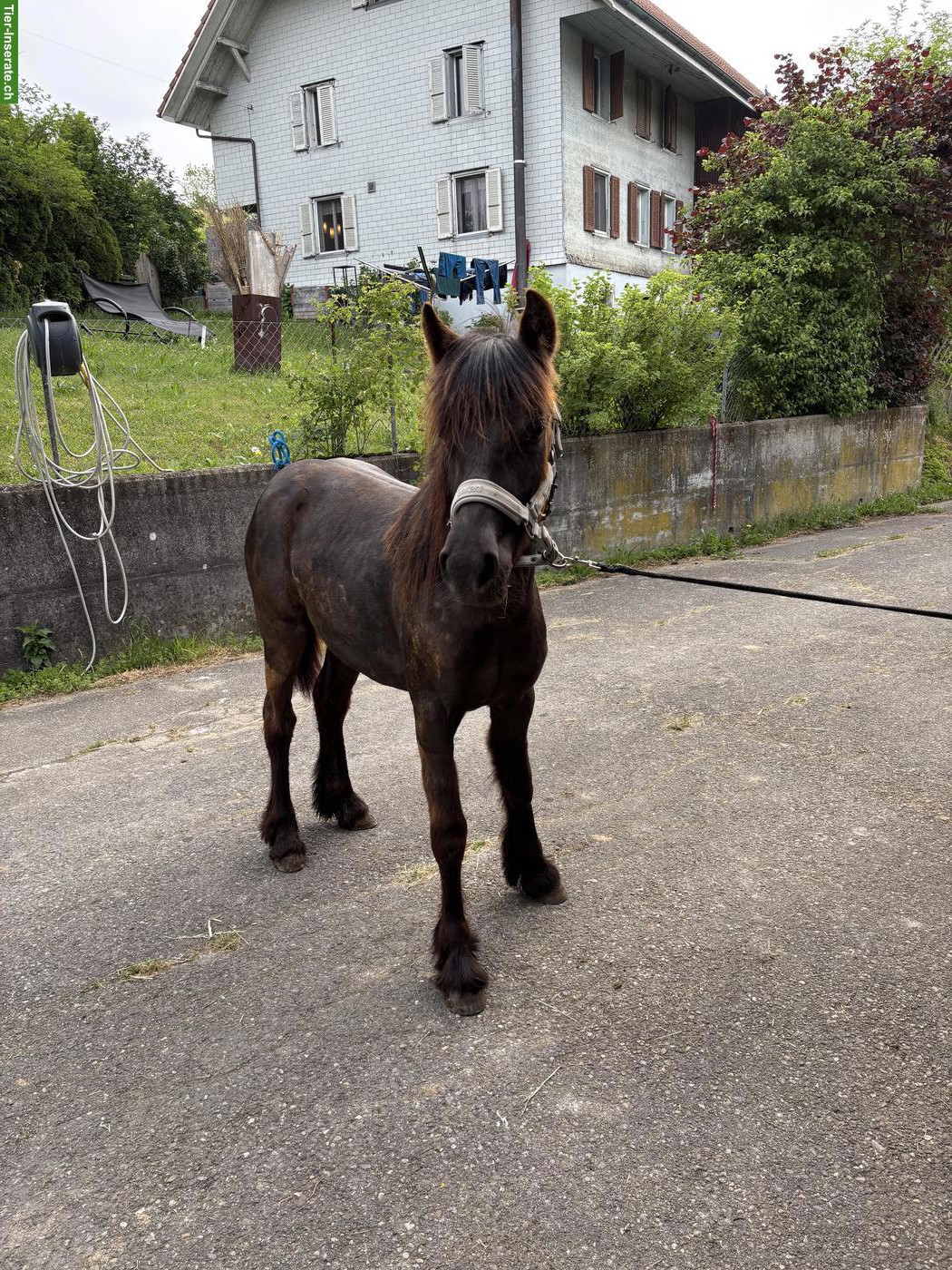 Bild 3: Fellpony Jährling Stute