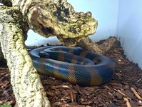 Bismarck-Ringpython (Bothrochilus boa) Zuchtpaar