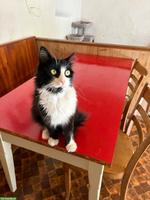 Kater, FeLV positiv, sucht dringend Familie