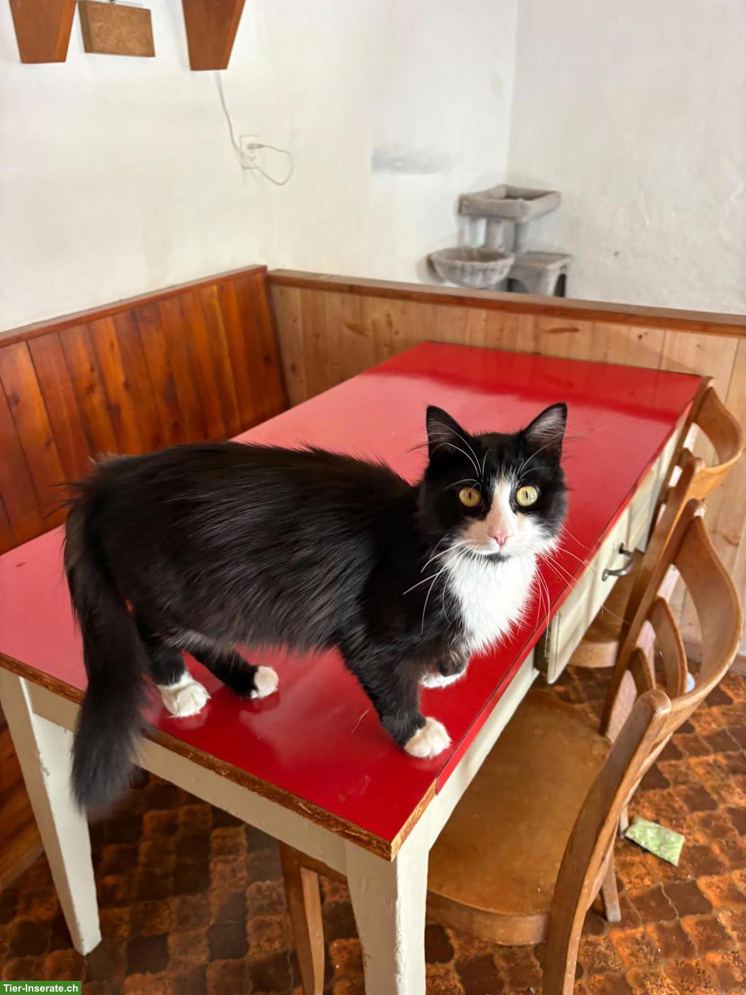 Bild 2: Kater, FeLV positiv, sucht dringend Familie