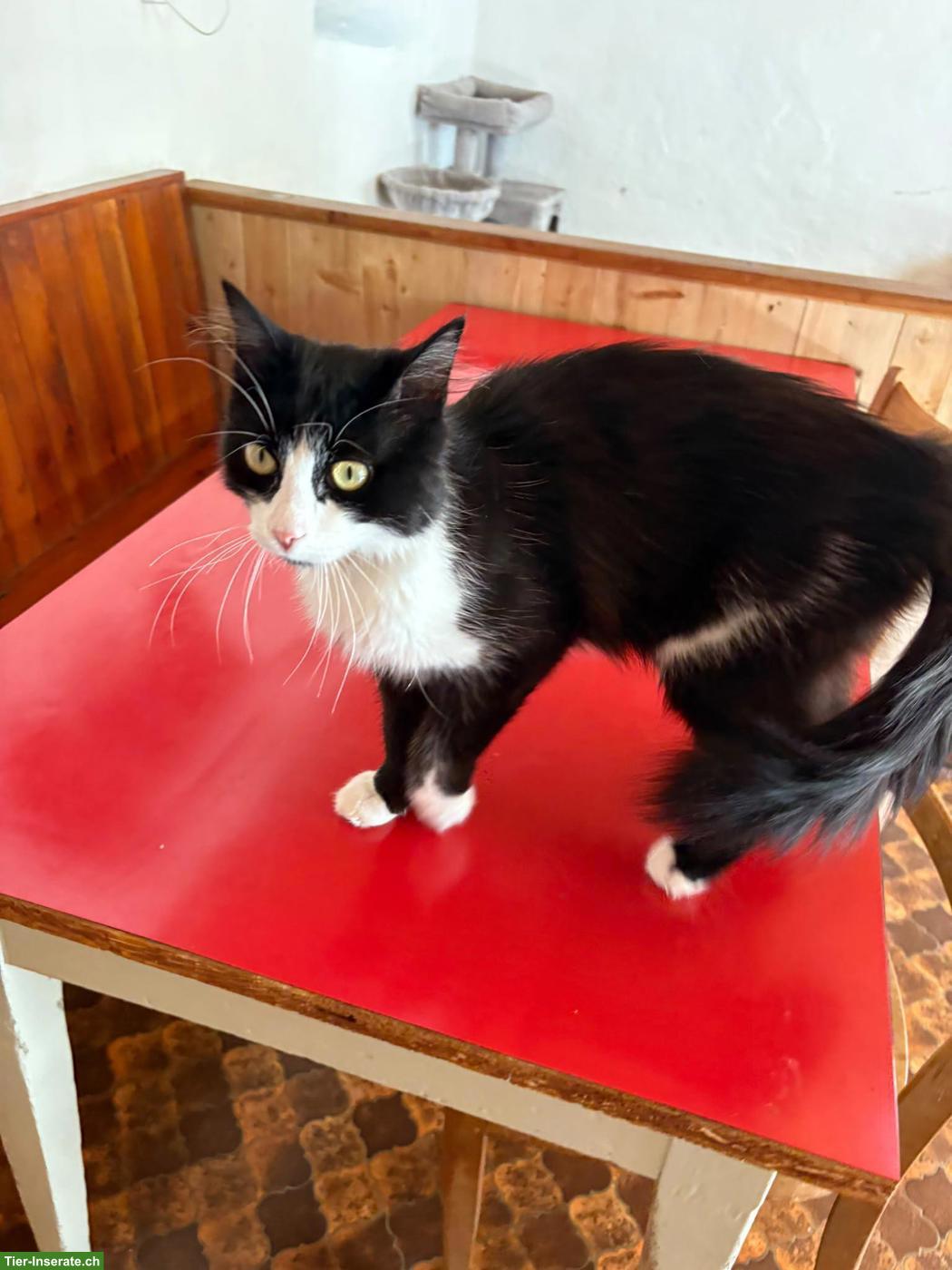 Bild 3: Kater, FeLV positiv, sucht dringend Familie