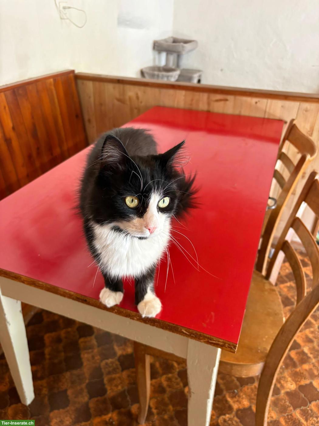 Bild 4: Kater, FeLV positiv, sucht dringend Familie