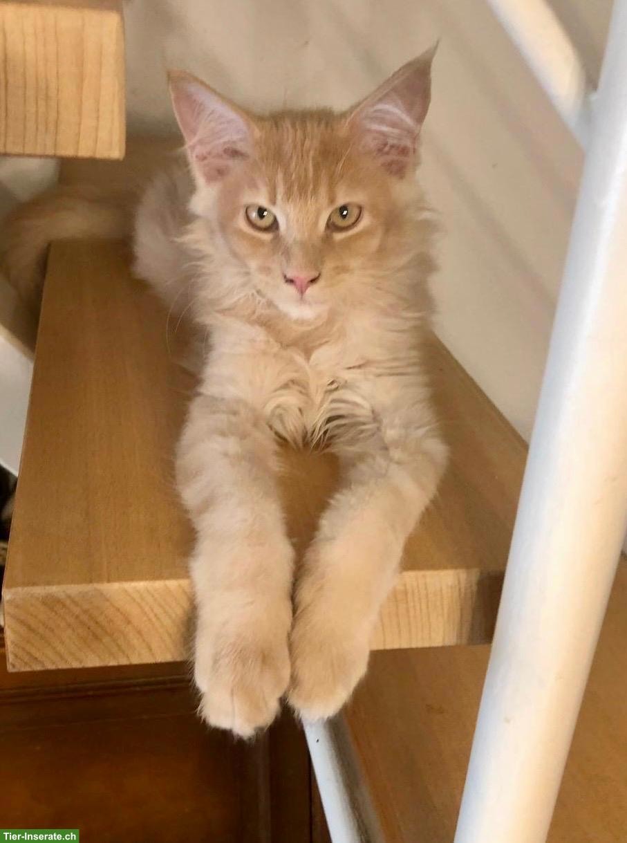 Reinrassige Maine Coon Kitten mit FFH-Stammbaum