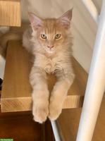 Reinrassige Maine Coon Kitten mit FFH-Stammbaum
