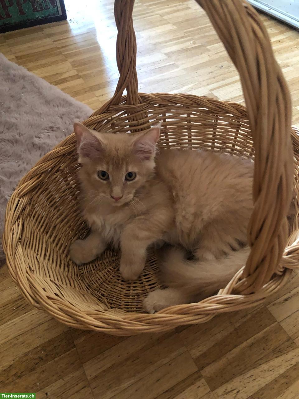 Bild 2: Reinrassige Maine Coon Kitten mit FFH-Stammbaum